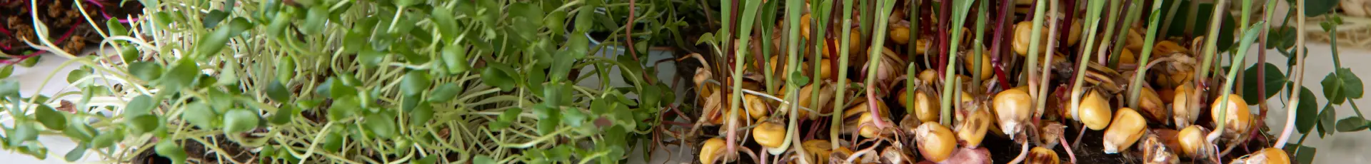 Erbicide Lucernă și plante furajere